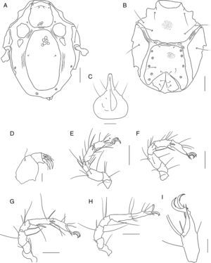 Limnohalacarus cultellatusViets, 1940, female: A, idiosoma, dorsal view; B, idiosoma, ventral view; C, gnathosoma, ventral view; D, pedipalp, lateral view (scale bar=20μm); E, leg I; F, leg II; G, leg III; H, leg IV; I, tarsus I. Scale bars=50μm.
