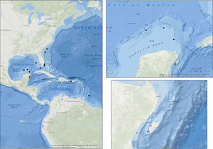 Distribution map of O. ljungmani in the Caribbean, red spot, new record on Cozumel Island.