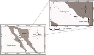Área de estudio de las toninas costeras y oceánicas en la cuenca de Guaymas, golfo de California, México. Las estrellas representan los avistamientos del ecotipo oceánico; los círculos representan los avistamientos del ecotipo costero.