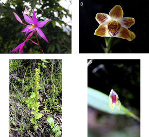 2: Barkeria skinneri; 3: Chysis limminghei; 4: Habenaria macvaughiana; 5: Lepanthes vivipara (photograph 2 by E. Martínez; 3 by A. Martínez; 4 and 5 by R. Solano).
