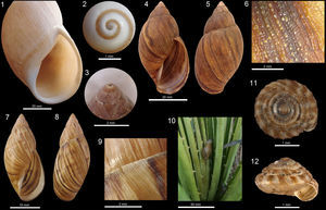 Shells of terrestrial molluscs of Los Molles, central Chile. 1–2 Chiliborus rosaceus, detail of last whorl and aperture (1) and detail of protoconch (specimen from Pichidangui) (2); 3–6 Plectostylus chilensis, detail of protoconch (3), apertural view (4), abapertural view (5) and detail of sculpture (6); 7–10 Plectostylus reflexus, apertural view (7), abapertural view (8), detail of sculpture and suture (9) and the species in situ (10), living among the bromeliad Puya chilensis; 11–12 Lilloiconcha lopezi apical view (11) and apertural view (12).