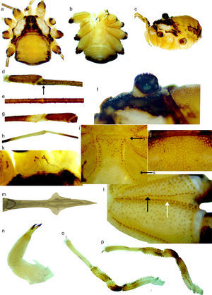 Krusa annulata. Macho: (a) vista dorsal, (b) ventral, (c) lateral, (d) estigma accesorio de la tibia, la flecha muestra su ubicación, (e) nódulo femoral de la pata II, (f) oculario, (g) y (h) coloración blanquecina de fémur y tibia de la pata II, (i) opérculo genital y arculi genitales, la flecha superior nos muestra el arculi I y la inferior el II, (j) depresiones del scutum, (k) lamelas supraquelicerales, (l) dentículos coxales, la flecha negra muestra el margen posterior y la blanca el anterior, (m) pene en vista ventral, (n) quelícero en vista mesal, (o) pedipalpo en vista mesal, (p) pedipalpo en vista ectal.