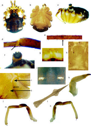 Krusa hidalguensis sp. nov. Macho: (a) vista dorsal, (b) ventral, (c) lateral, (d) estigma accesorio de la tibia: la flecha muestra su ubicación, (e) nódulo femoral de la pata II: la flecha nos indica dónde se encuentra, (f) oculario, (g) lamelas supraquelicerales, (h) opérculo genital, (i) depresiones del scutum, (j) arculi genitales, la flecha superior muestra el arculi I y la inferior el II, la flecha media muestra los dentículos tripunteados del margen anterior de las coxas, (k) quelícero, vista mesal, (l) pene, vista ventral, (m) pedipalpo en vista ectal y (n) mesal.