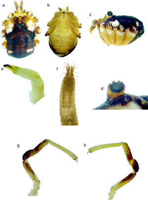 Krusa hidalguensis sp. nov. Hembra: (a) vista dorsal, (b) ventral, (c) lateral, (d) oculario, (e) quelícero, en vista mesal, (f) ovipositor, (g) pedipalpo en vista mesal y (h) ectal.