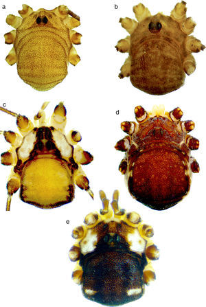 Patrones de coloración de la superficie dorsal. (a) Krusa stellata, (b) Krusa tuberculata, (c) Krusa annulata, (d) Krusa mexicana y (e) Krusa hidalguensis sp.nov.