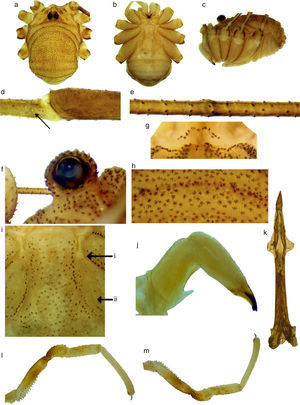 Krusa stellata. Macho: (a) vista dorsal, (b) ventral, (c) lateral, (d) estigma accesorio de la tibia, la flecha indica su ubicación, (e) nódulo femoral de la pata II, (f) oculario, (g) lamelas supraquelicerales, (h) depresiones del scutum, (i) opérculo genital y arculi genitales, la flecha superior muestra el arculi I y la inferior el II, (j) quelícero, en vista mesal, (k) pene, vista ventral, (l) pedipalpo en vista mesal y (m) ectal.
