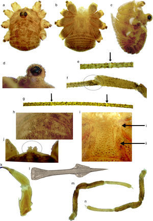 Krusa tuberculata. Macho: (a) vista dorsal, (b) ventral, (c) lateral, (d) oculario, (e) nódulo femoral de la pata II, la flecha indica dónde se encuentra, (f) tibia de la pata sin estigmas accesorios, (g) nódulos femorales en la pata II, las flechas muestran la ubicación, (h) depresiones del scutum, (i) opérculo genital y arculi genitales, la flecha superior muestra el arculi I y la inferior el II, (j) lamelas supraquelicerales, (k) quelícero en vista mesal, (l) pene en vista ventral, (m) pedipalpo, vista mesal y (n) ectal.