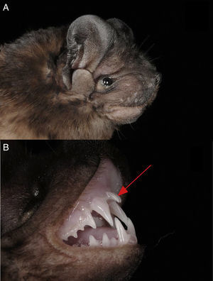 (A) Side view of one of the individuals of Promops centralis. The upper lip does not present vertical groves. (B) The most remarkable characteristic of P. centralis are the incisors that protrude substantially from the front of the canines (red arrow).
