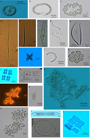 (*) Especies potencialmente tóxicas, (+) especies indicadoras de eutrofización: a) +Cyclotella sp.; b) *+Anabaenopsis elenkinii V. Miller; c) *Gomphosphaeria sp.; d) y e) Pseudoanabaena catenata Lauterborn; f) +Gyrosigma acuminatum (Kützing) Rabenhorst; g) *Raphidiopsis curvata F. E. Fritsch et M. F. Rich; h) +Cymbella mexicana (Ehrenberg) Cleve; i) +Ankistrodesmus falcatus (Corda) Ralfs; j) Anabaenopsis tanganyikae (G. S. West) Miller Woloszynska et V. V. Miller in Miller; k) *Pandorina morum (O. F. Müller) Bory de Saint-Vincent; l) *+Merismopedia tenuissima Lemmermann; m) *+Merismopedia punctata Meyen; n) +Ankistrodesmus gracilis (Reinsch) Korshikov; o) +Scenedesmus armatus (R. Chodat) R. Chodat.; p) *Microcystis aeruginosa (Kützing) Kützing; q) *Microcystis viridis (A. Braun) Lemmermann; r) +Surirella linearis W. Smith; s) Cylindrospermopsis philippinensis (W. R. Taylor) Komárek; t) +Merismopedia elegans A. Braun ex Kützing.