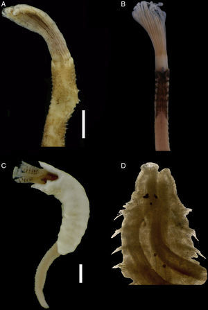 Branchiomma bairdi: A) parte anterior, vista ventral; Notaulax midoculi: B) parte anterior, vista dorsal; Ficopamatus miamiensis: C) organismo completo dentro de su tubo; Pseudopolydora floridensis: D) parte anterior, vista dorsal. Escala: A, B=1mm; C, D=2mm.