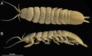 Mexistenasellus atotonoztok new species, female paratype: (A) dorsal view; (B) lateral view.