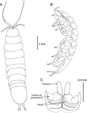 Mexistenasellus atotonoztok new species: (A) dorsal view, female paratype; (B) lateral view, male holotype; (C) sternal plate of pereonite 7 showing penes.