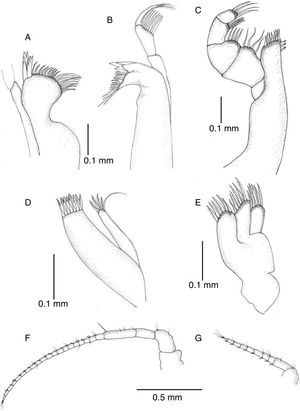 Mexistenasellus atotonoztok new species, male paratype: (A) right mandible; (B) left mandible; (C) maxilliped; (D) maxillula; (E) maxilla; (F) antenna; (G) antennula.