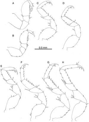 Mexistenasellus atotonoztok new species: (A) male pereiopod I; (B) female pereiopod I; (C)–(H) male pereiopods II–VII.