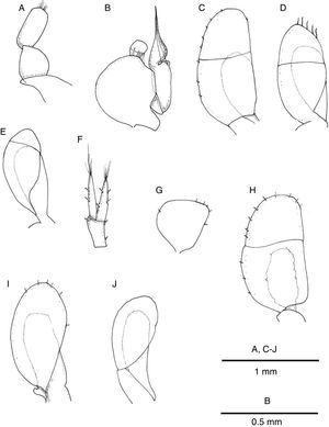 Mexistenasellus atotonoztok new species. Male paratype A–F, female paratype G–J: (A) pleopod I; (B) pleopod II; (C) pleopod III; (D) pleopod IV; (E) pleopod V; (F) uropod; (G) pleopod II; (H) pleopod III; (I) pleopod IV; (J) pleopod V.