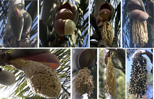 Phenophases of Wettinia kalbreyeri in an Andean montane forest of Colombia. Upper row: staminate inflorescences in different stages (a)–(d). Lower row: pistillate flowers (f)–(g), unripe fruits in formation (h), and ripe fruits in formation (i).