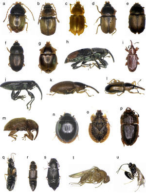 Major floral visitors of Wettinia kalbreyeri in an Andean montane forest of Colombia. Mystrops sp. 1 (a), Mystrops sp. 2 (b), Mystrops sp. 3 (c), Mystrops sp. 4 (d), Mystrops sp. 6 (e), Mystrops sp. 7 (f), Mystrops sp. 8 (g), Curculionidae Gen 1. sp. 1 (h), Phyllotrox sp. 1 (i), Phyllotrox sp. 2 (j), Andranthobius sp. 1 (k), Metamasius sp. 1 (l), Curculionidae Gen 5. sp. 2 (m), Phalacrididae Gen. 1sp. 1 (n), Tingitidae Gen.1 sp. 1 (o), Nitidulidae Gen. 1 sp. 1 (p), Staphylinidae-Aleocharinae Gen. 1 sp. 1 (q), Staphylinidae-Aleocharinae Gen. 2 sp. 1 (r), Staphylinidae-Aleocharinae Gen. 3 sp. 1 (s), Drosophila sp. 1 (t), and Hymenoptera gen. 1 sp. 1 (u).