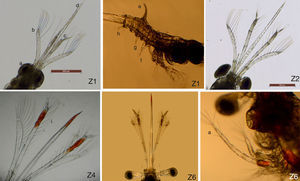 Estructuras morfológicas observadas durante el estudio para determinar la fase de desarrollo larvario. Z1: Larva en el primer estadio de desarrollo, Z1a: ojos sésiles, Z1b: antenas, Z1c: anténulas, Z1d: rostrum, Z1e: espina dorsal, Z1f:espinas del primer somito, Z1g: espinas del tercer somito, Z1h: espinas del tercer somito. Z2: Larva en la segunda fase de desarrollo. Z4: Larva en la cuarta fase de desarrollo con presencia de cromatóforos rojos en la puntal del rostrum y anténulas. Z6: Larva en la sexta fase de desarrollo, Z6a: tercer pereiópodo.