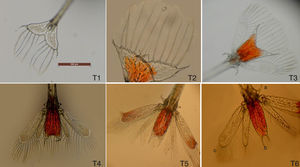 Telson de larvas de S. hispidus en la primera (T1), segunda (T2), tercera (T3), cuarta (T4), quinta (T5) y sexta (T6) fases de desarrollo larvario; T6a) espinas de la base del telson, T6b) espinas de la punta del telson y T6c) setas plumosas de los urópodos.
