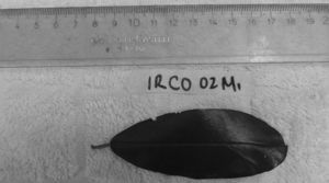 Muestra foliar codificada como IRCO02M1, que indica que la hoja fue colectada en Islas del Rosario (IR) y corresponde a la especie Capparis odorata (CO), al árbol n.o 2 (02) y a la muestra 1 (M1).