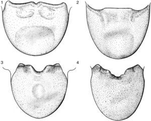 Male genital capsule in caudal view. 1. Lucullia flavovittata Stål. 2. Lucullia guilberti n. sp. 3. Leptostellana infuscata n. sp. 4. Leptostellana parva Brailovsky.