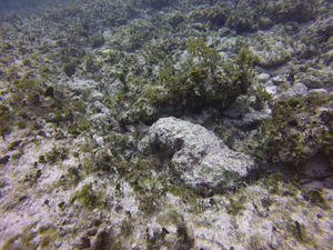 Hábitat donde se registró y fotografió la especie. Localidad denominada como Punta Caracol, dentro del polígono del Parque Nacional Arrecife de Puerto Morelos, Quintana Roo, México.