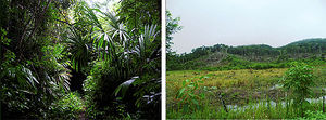 Differences between localities where the spiders were collected: with a high conservation level (left), and with perturbation (right).
