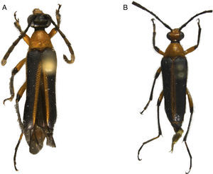 A y B) Nemognathomimus opacipennis Chemsak y Noguera, vista dorsal.