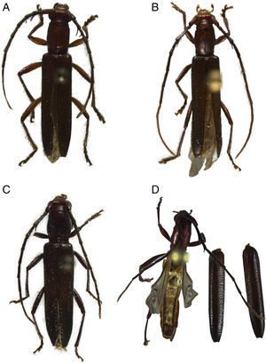 A y B), Psyrassa cylindricollis Linsley; C) y D) Psyrassa nigroaena Bates, vista dorsal.