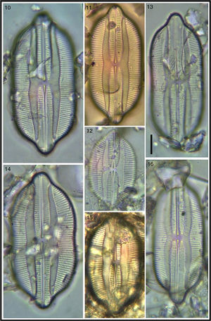 Lyrella clavata var. caribaea; 13, 16. Lyrella lyra var. constricta. Bar=15μm for all images.