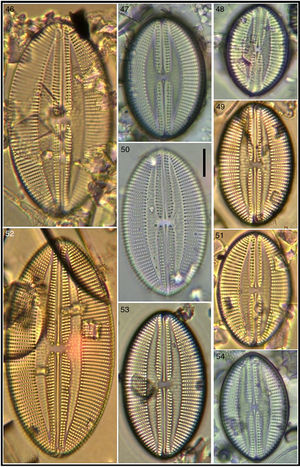 Lyrella granulata showing size variation. Bar=15μm for all images.