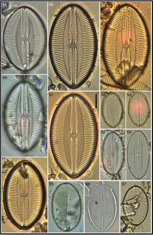 Lyrella granulata; 64 Lyrella granulata; 58, 59, 62, 63, 65 Lyrella abrupta; 66, 67 raphe valves of Cocconeis californica var. kerguelensis. Bar=15μm for all images.