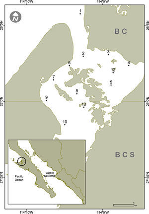 Location of the 12 sampling sites in Laguna Guerrero Negro, BC-BCS, Mexico.