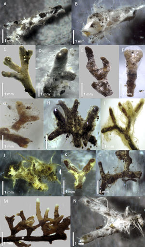 Morfotipos de: A) Cortinarius mucosus, B) Cortinarius sp. 1, C) Cortinarius sp. 2, D) Cortinarius sp. 3, E) Gautieria sp., F) Hydnellum concrescens, G) Lyophyllum sp., H) Pezizomycotina, I) Piloderma olivaceum, J) Piloderma sp. 1, K) Piloderma sp. 2, L) Pseudotomentella sp., M) Sebacina vermifera, N) Tricholoma equestre.