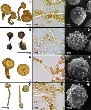 1–3: Tulostoma australianum (UES 10276). 1, Basidiocarps; 2, capillitium and spores under LM; 3, spores by SEM. 4–6: Tulostoma dumeticola (UES 4275); 4, basidiocarps; 5, capillitium and spores under LM; 6, spores by SEM; 7–9, Tulostoma macrocephalum (UES 1612b): 7, basidiocarps; 8, capillitium and spores under LM; 9, spores by SEM. 10–12, Tulostoma wrightii (UES 5608): 10, basidiocarps; 11, capillitium and spores under LM; 12, spores by SEM.