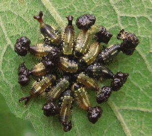 Cicloalexia en larvas de Enagria ovata.