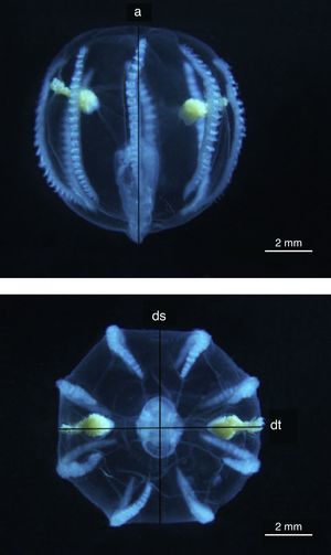 Pleurobrachia pileus. Arriba, vista lateral; abajo, vista aboral. a: altura; ds: diámetro sagital; dt: diámetro tentacular.