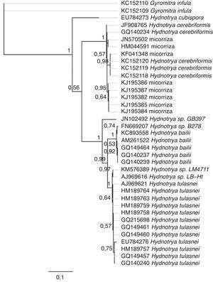 Análisis filogenético de Hydnotrya cerebriformis realizado por medio de inferencia bayesiana con el modelo de sustitución de nucleótidos GTR. La barra representa el número de sustituciones por base. En cada nodo se muestran sus probabilidades posteriores después de 1,000,000 de generaciones de árboles. Las etiquetas de las ramas indican el número de acceso de la secuencia en GenBank y su identidad taxonómica.