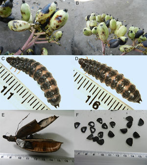 Agave fruit (bolls) with small holes and necrotic areas (A, B). Infested bolls yielded Enoclerus zonatus larvae (C, D). Pupal chamber of E. zonatus in base of boll (E). Damage to agave seeds presumably by seed feeding weevils (F).