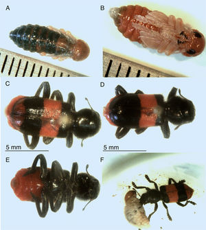 Enoclerus zonatus: pupa, dorsal view (A); pupa, ventral view (B); adult, dorsal habitus (C, D); adult, ventral view (E); adult feeding on larva of Scyphophorus acupunctatus in laboratory (F).