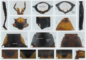 a-h: Mastostethus nigrocinctus; a: antena; b: lígula; c: vista frontal del pronoto; d: vista posterior del pronoto; e: mesoescuto; f: metaesterno; g: metatibia; h: ventritoV ♀. Vista dorsal del pronoto (i-k): i: M.duplocinctus; j: M.nigrocinctus; k: M.novemmaculatus. Escutelo (l-o): l: M.novemmaculatus; m: M.salvini; n: M.hieroglyphicus; o: M.stalii; p: ápice de la metatibia de M.salvini.