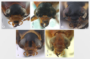 Hábitos en vista frontal: a: Mastostethus rubricollis; b: M.salvini (holotipo); c: M.stalii (holotipo); d: M.tricinctus; e: M.championi (lectotipo).