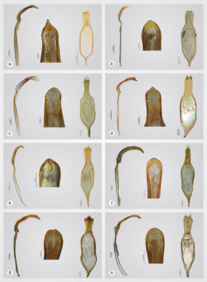 Edeago de Mastostethus spp., vista lateral del lóbulo medio, ápice del lóbulo medio y tegmen. a: M.angustovittatus; b: M.cordovensis; c: M.duplocinctus; d: M.gozio sp. nov. (holotipo); e: M.gracilis sp. nov. (holotipo); f: M.hieroglyphicus; g: M.nigrocinctus; h: M.novemmaculatus.