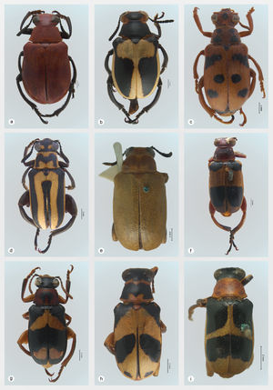 Hábitos en vista dorsal: a,b: Mastostethus nigrocinctus; c: M.novemmaculatus; d: M.phaleratus; e: M.placidus (lectotipo); f: M.rogersi (holotipo); g,h: M.rubricollis; i: M.salvini (holotipo).