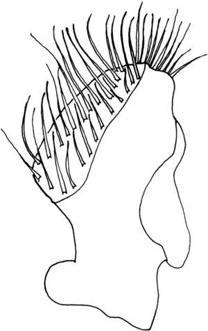 Paramere of Pangaeus (Pangaeus) cervantesi sp. nov., lateral view.
