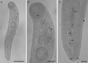 (a–c) Brachylaima Dujardin, 1843 (Trematoda: Brachylaimidae) parasite of Salvator merianae (Duméril and Bibron, 1839) from southern of Brazil. (a) Body of Brachylaima (bar=0.42mm); (b) OS=oral sucker; P=pharynx; A=acetabulum (bar=0.1mm); (c) GP=genital pore; OV=ovary; T=testes; arrow heads indicate the cecum (bar=0.06mm).
