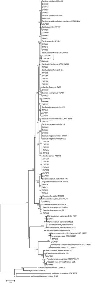 Phylogenetic tree of the 79 phylotypes identified in both hot springs from Araró. Analysis of the 16S rRNA gene sequences was carried out with the MEGA 5.0 program. The tree was constructed by using the maximum likelihood algorithm with a bootstrap analysis of 1,000 replications.