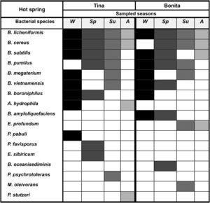 Occurrence of bacterial species isolated during the 4 seasons (Wi, winter; Sp, spring; Su, summer; Au, Autumn) of the year in the hot spring microbial mats from Araró, México. Bacterial species were classified as dominant (isolated in at least 3 out of 4 sampling seasons), frequent (isolated in 2 sampling seasons) and occasional (isolated only in one sampling season).