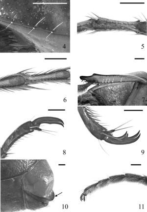 Caracteres morfológicos sinapomórficos: 4) pronoto en vista lateral de C. peccata, con detalle de las sedas insertadas dorsalmente; 5) protarsómero en vista ventral de C. zunilensis, con detalle de la textura estrigada; 6) mesotarsómero en vista ventral de C. nahui; 7) protibia en vista ventral de C. halffteriana; 8) uñas protarsales de C. zunilensis; 9) uñas metatarsales de C. zunilensis; 10) placa pigidial de C. halffteriana; 11) protarsómeros en vista lateral de C. latipes. Líneas=0.5mm.