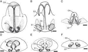 Epigineos de hembras: A-C, Melpomene elegansPickard-Cambridge, 1898. D-F, Melpomene chamela sp. nov. A, D, vista ventral. B, E, vista dorsal. C, F, vista posterior. AC: aberturas de copulación; CA: capuchas; CC: conductos de copulación; CE: conductos ciegos de las espermatecas; CF: conductos de fertilización; E1: espermatecas primarias; E2: espermatecas secundarias; ES: espolones; S: septo. Escala: 0.1mm.